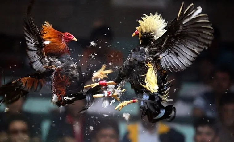 Hướng Dẫn Cách Chơi Đá Gà WS168 Tại VuaBet Hiệu Quả Nhất