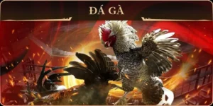 Cách Chơi Đá Gà GA28 Tại VuaBet: Cá Cược Trực Tuyến Chuyên Nghiệp Kịch Tính