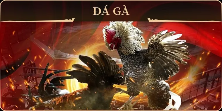 Cách Chơi Đá Gà GA28 Tại VuaBet: Cá Cược Trực Tuyến Chuyên Nghiệp Kịch Tính